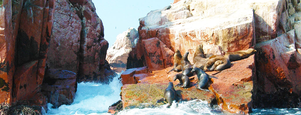 Islas Ballestas in Paracas