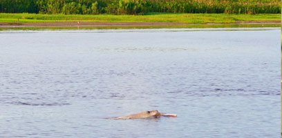 Amazonian River Dolphin