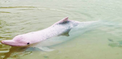 Pink and Grey River Dolphin