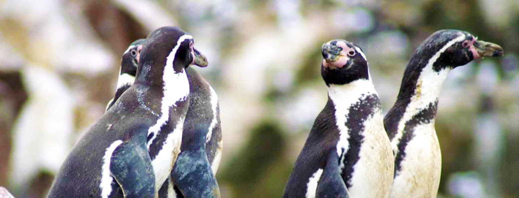 Pingouins Humbolt à l'Islas Ballestas à Paracas