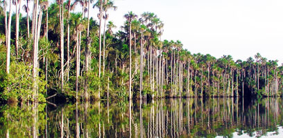 Lake Sandoval Palms